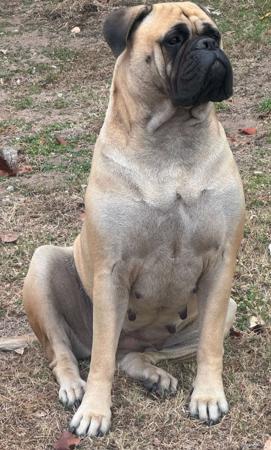 Bullmastiff for sale by REIGNING
