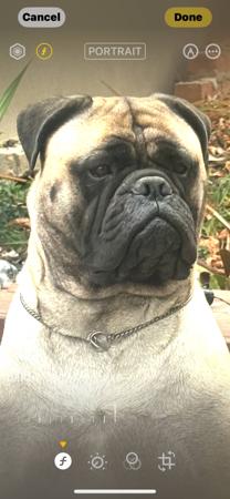 Bullmastiff for sale by REIGNING
