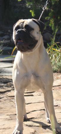 Bullmastiff for sale by REIGNING