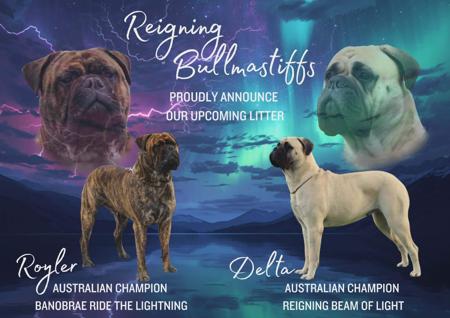Bullmastiff puppy for sale by REIGNINGBULLMASTIFF
