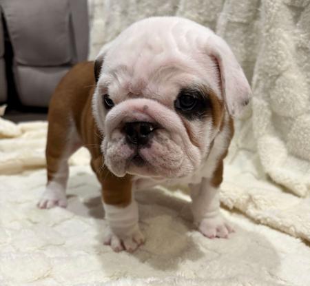 British Bulldog for sale by LILPOTATOES