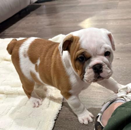 British Bulldog for sale by LILPOTATOES