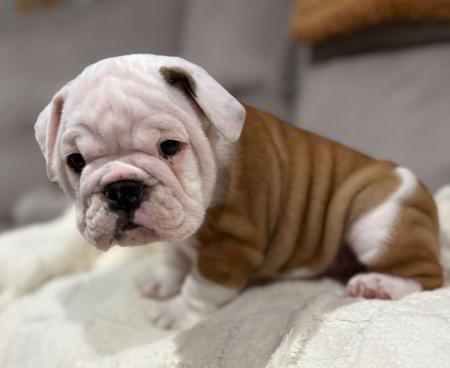 British Bulldog for sale by LILPOTATOES