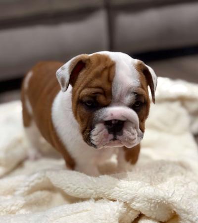 British Bulldog for sale by LILPOTATOES