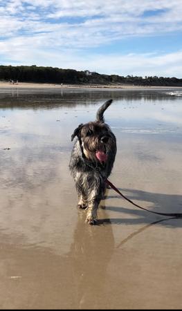 Schnauzer for sale by GRISRUY