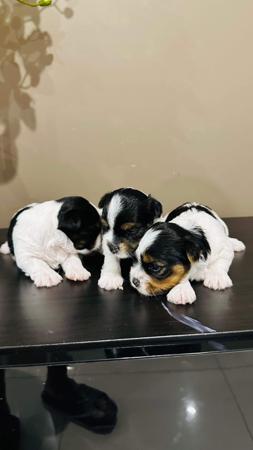 Biewer Terrier puppy for sale by VKUMAR