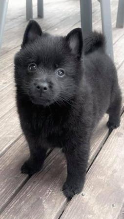 Schipperke for sale by VALYNDA