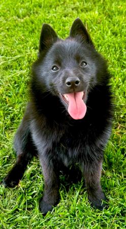 Schipperke for sale by VALYNDA