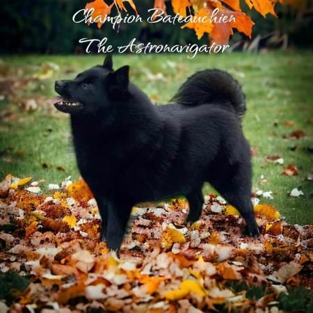 Schipperke for sale by VALYNDA