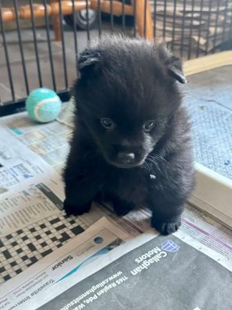 Schipperke for sale by VALYNDA