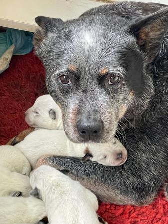 Australian Cattle Dog for sale by REDBACKK