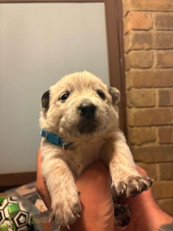 Australian Cattle Dog for sale by REDBACKK