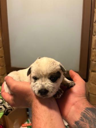 Australian Cattle Dog for sale by REDBACKK