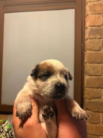 Australian Cattle Dog for sale by REDBACKK