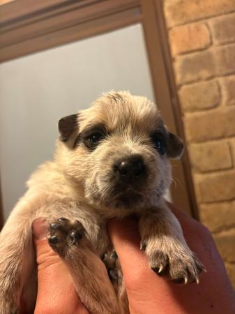 Australian Cattle Dog for sale by REDBACKK