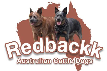 Australian Cattle Dog for sale by REDBACKK