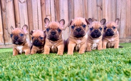 French Bulldog puppy for sale by AMNATION