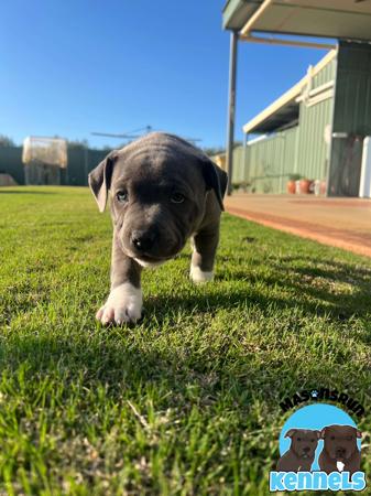 Staffordshire Bull Terrier for sale by MASONSRUN