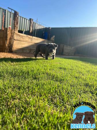 Staffordshire Bull Terrier for sale by MASONSRUN