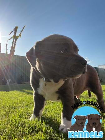 Staffordshire Bull Terrier for sale by MASONSRUN