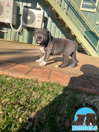 Staffordshire Bull Terrier for sale by MASONSRUN