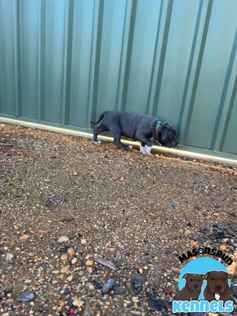 Staffordshire Bull Terrier for sale by MASONSRUN