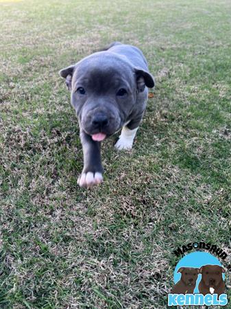 Staffordshire Bull Terrier for sale by MASONSRUN