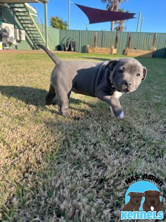Staffordshire Bull Terrier for sale by MASONSRUN