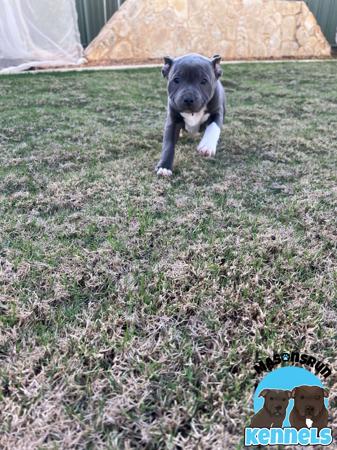 Staffordshire Bull Terrier for sale by MASONSRUN