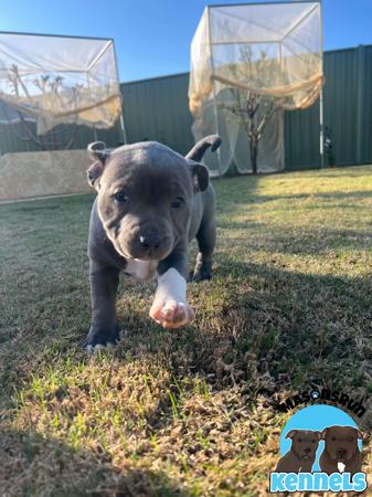 Staffordshire Bull Terrier for sale by MASONSRUN