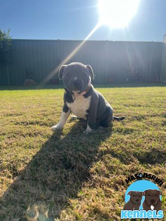 Staffordshire Bull Terrier for sale by MASONSRUN