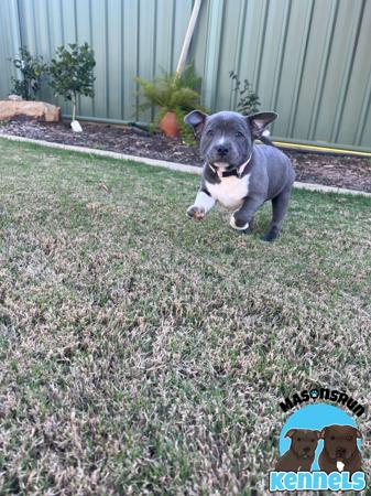 Staffordshire Bull Terrier for sale by MASONSRUN