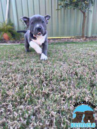 Staffordshire Bull Terrier for sale by MASONSRUN