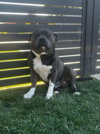 Staffordshire Bull Terrier for sale by MASONSRUN