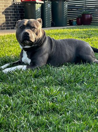 Staffordshire Bull Terrier for sale by MASONSRUN