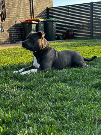 Staffordshire Bull Terrier for sale by MASONSRUN