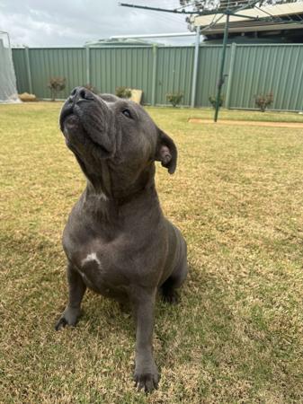 Staffordshire Bull Terrier for sale by MASONSRUN