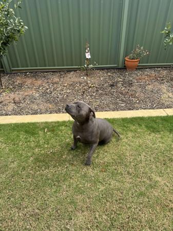 Staffordshire Bull Terrier for sale by MASONSRUN