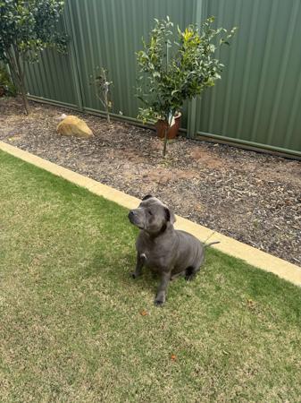 Staffordshire Bull Terrier for sale by MASONSRUN