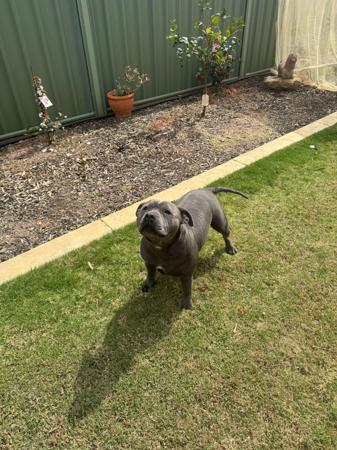 Staffordshire Bull Terrier for sale by MASONSRUN