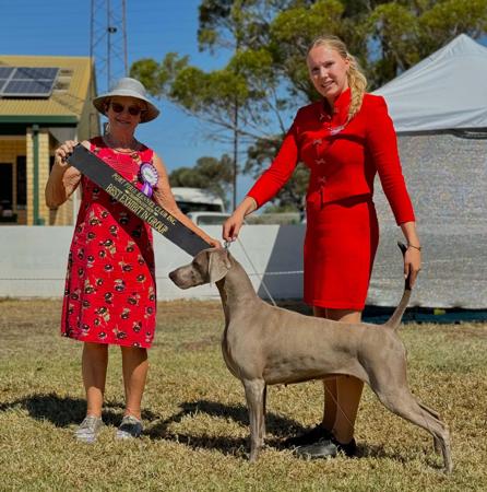 Weimaraner for sale by ANGELWEI