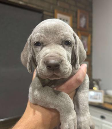 Weimaraner for sale by ANGELWEI