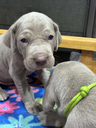 Weimaraner for sale by ANGELWEI