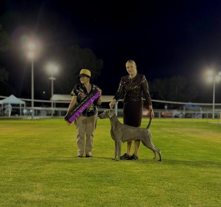 Weimaraner for sale by ANGELWEI