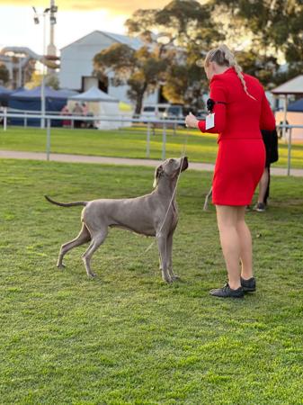 Weimaraner for sale by ANGELWEI
