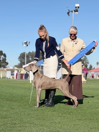 Angelwei Tell A Tale Or Two Weimaraner