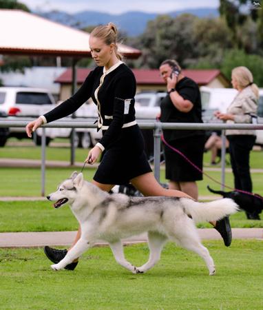Aust Ch Miniatura Playing With Fire Siberian Husky
