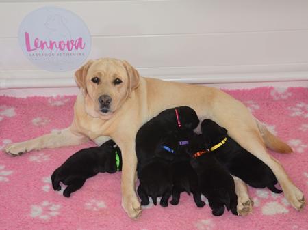 Labrador Retriever for sale by LENNOVA
