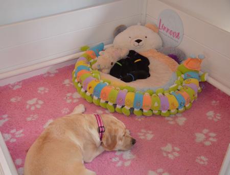 Labrador Retriever for sale by LENNOVA