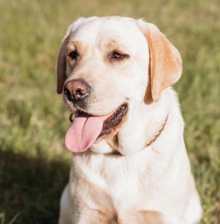 Labrador Retriever for sale by LENNOVA